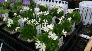 Primula biflora - 8cm pot 