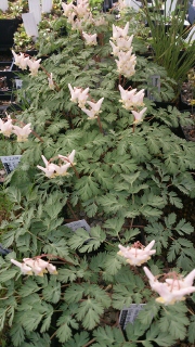 Dicentra cuccularia - 8cm pot 