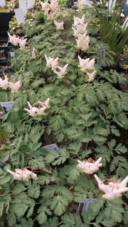 Dicentra cuccularia - 8cm pot 