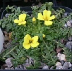 Morisia monantha 'Fred Hemmingway' - 8cm pot 