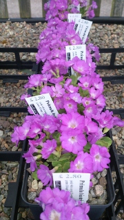 Primula 'Beatrice Wooster'  - 8cm pot 