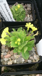 Primula auricula 'Blairside Yellow' - 8cm pot 