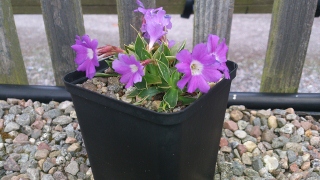 Primula glaucescens - 8cm pot 