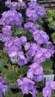 Primula marginata Linda Pope - 8cm pot 