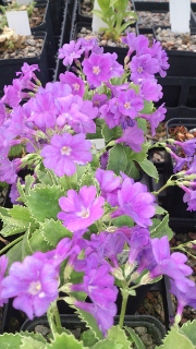 Primula marginata 'The President' - 8cm pot 