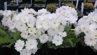 Primula marginata 'White Lady' - 8cm pot 