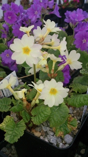 Primula 'Mcwatts Cream' - 8cm pot 