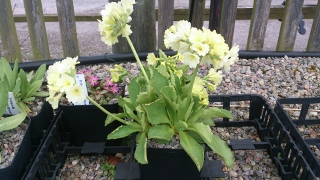 Primula auricula 'Moonlight' - 8cm pot 