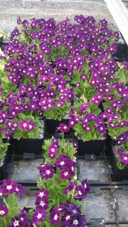 Primula 'Mrs Wilson' - 8cm pot 