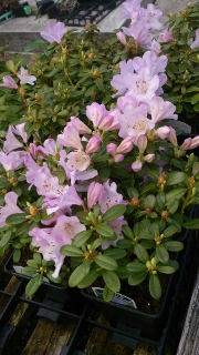 Rhododendron Snipe - 8cm pot