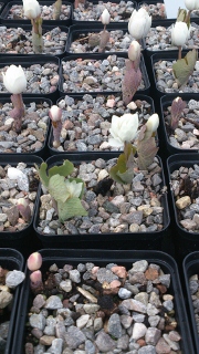 Sanguinaria canadensis flpl - 8cm pot 